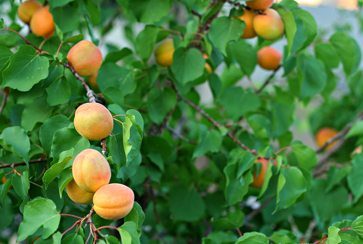Абрикосы растут