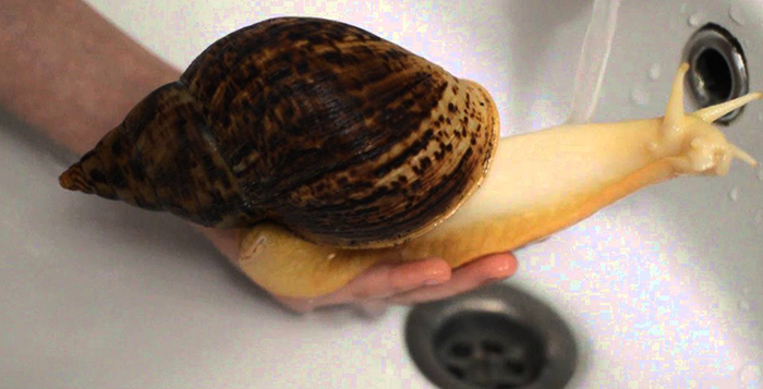 Улитка ахатина