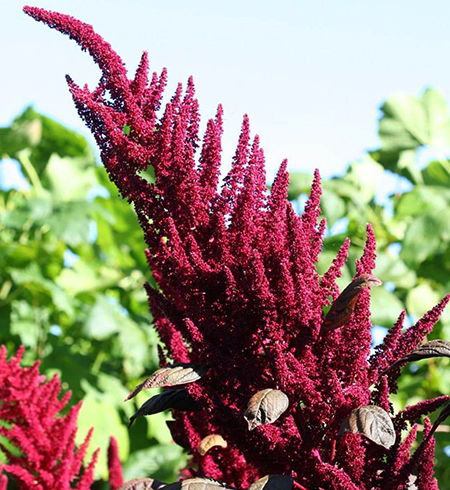 Амарант растет