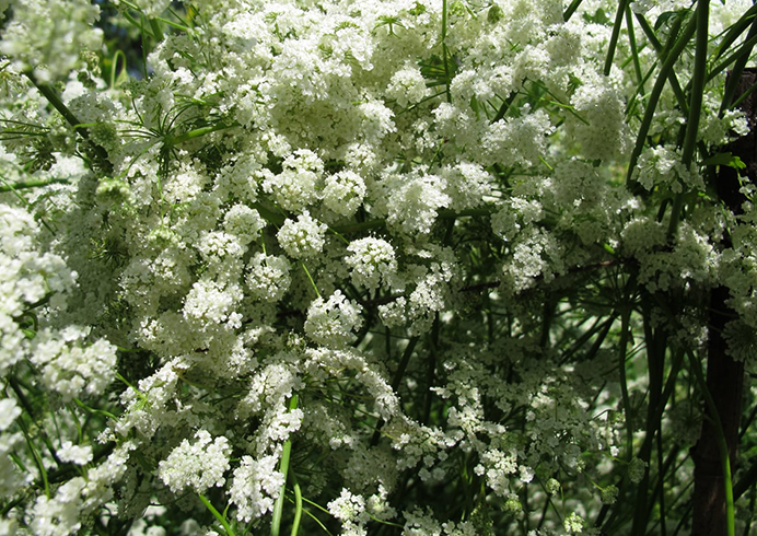 Анис растет