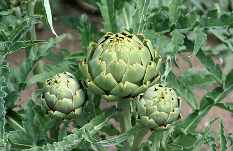 Артишоки растут