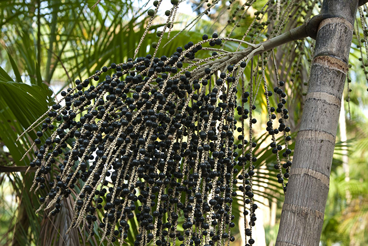 Асаи растет