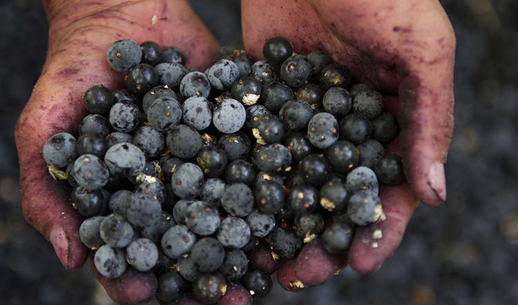 Асаи в руках