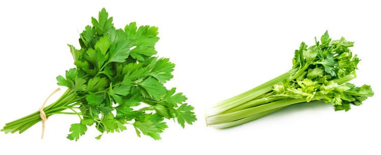 Петрушка и сельдерей
