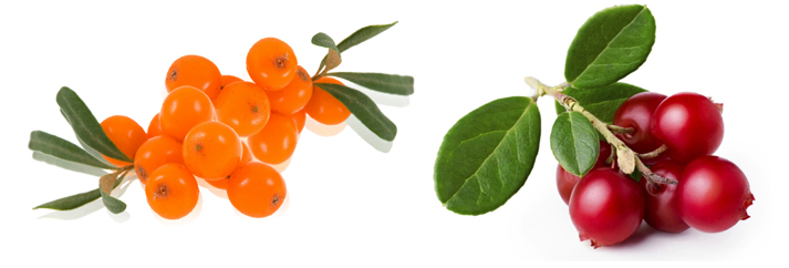 Облепиха и брусника