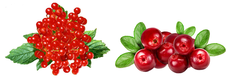 Калина и клюква