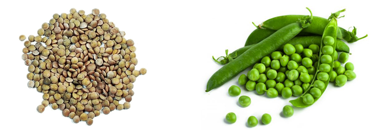 Чечевица и горох