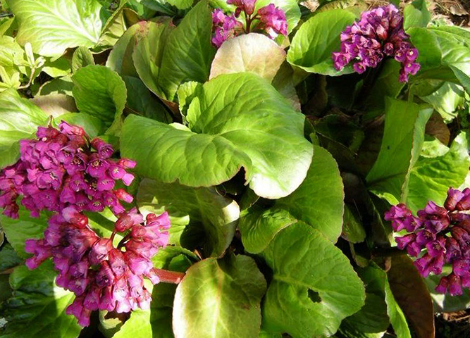 Бадан растет