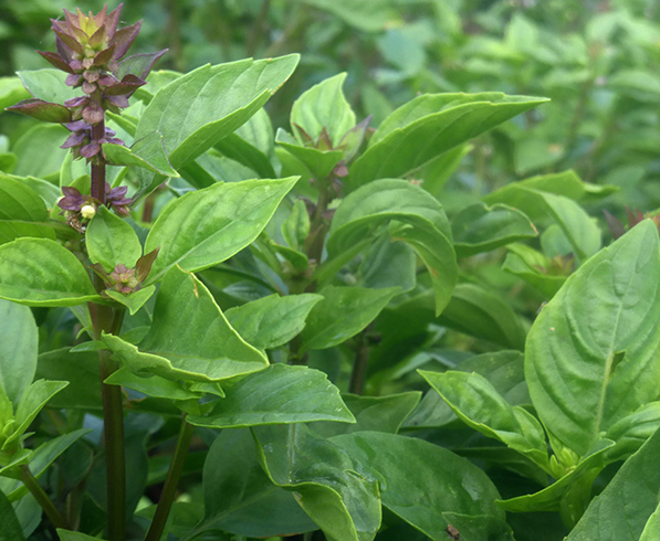 Растущий базилик