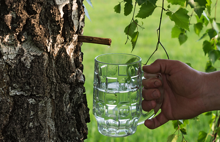 Добыча березового сока