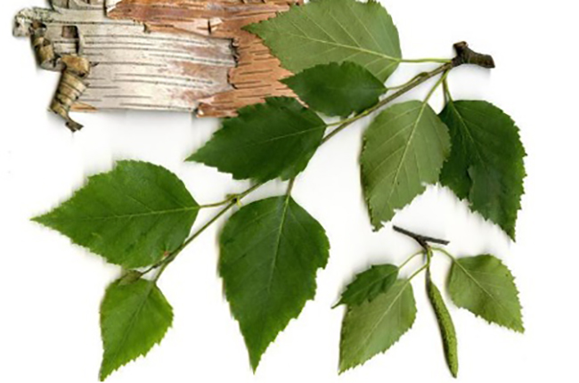 Листья березы