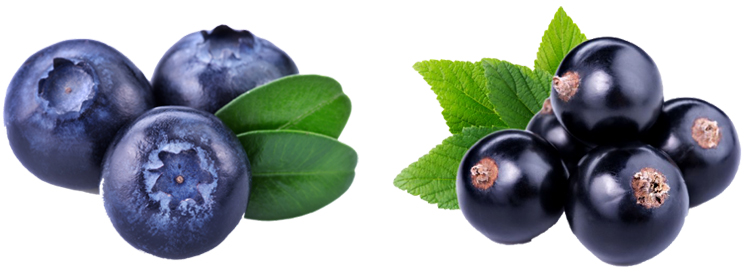 Черника и черная смородина