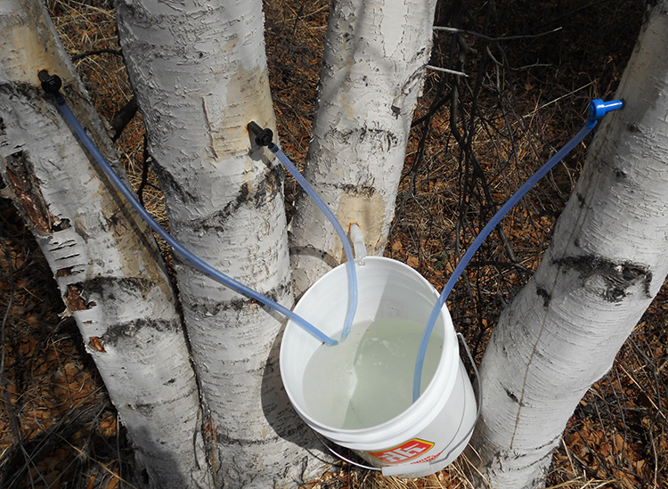 Березовый сок стекает