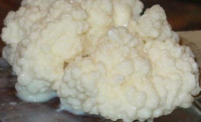 Большой молочный гриб