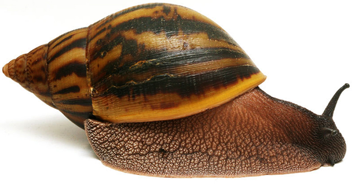 Большая улитка Ахатина