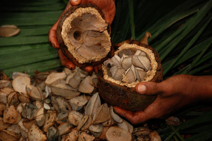 Сбор бразильского ореха