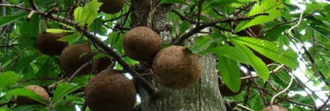 Бразильский орех растет