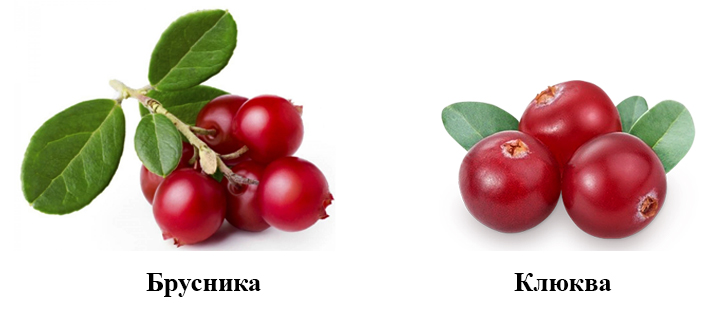 Брусника и клюква