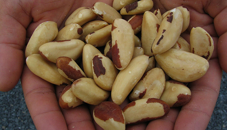 Бразильский орех в руках