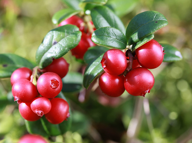 Брусника растет