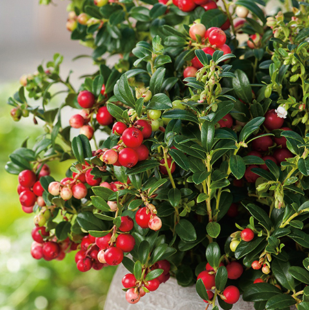 Брусника растет