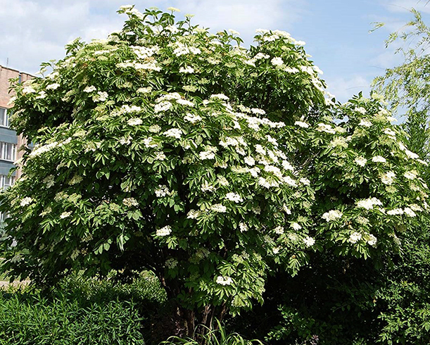 Черная бузина цветет