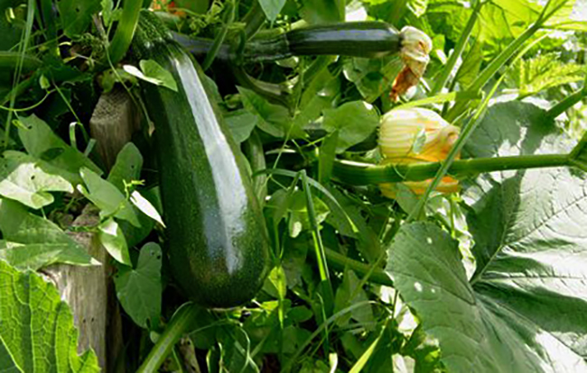 Кабачок растет