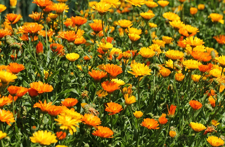 Календула растет