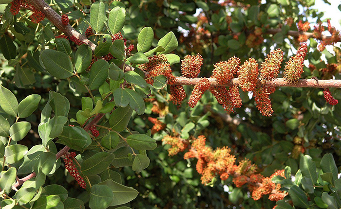 Церато́ния