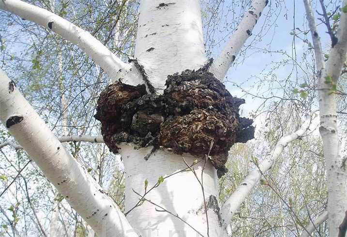 Чага растет