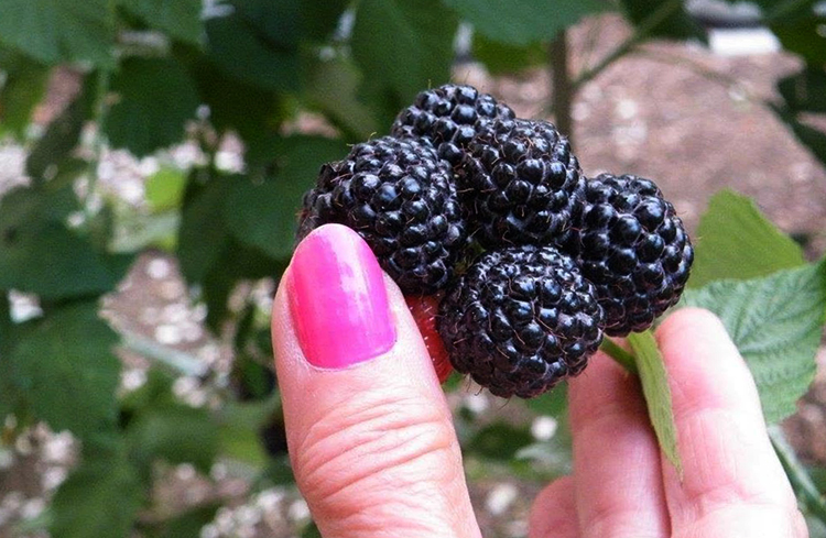 Растущая черная малина