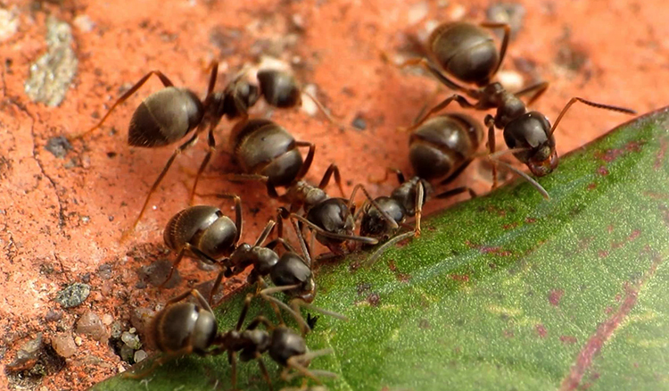 Черные садовые муравьи