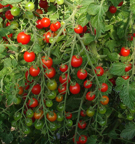 Помидоры черри растут