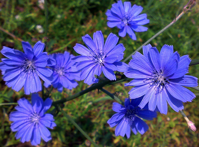 Цикорий растет