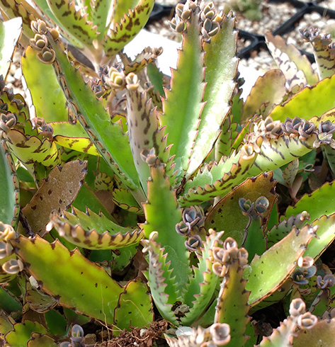 Каланхоэ цветет