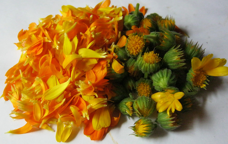 Цветки календулы