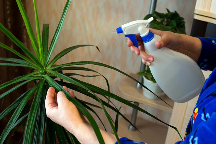 Уход за драценой