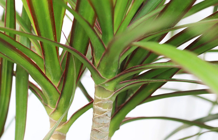 Драцена вблизи