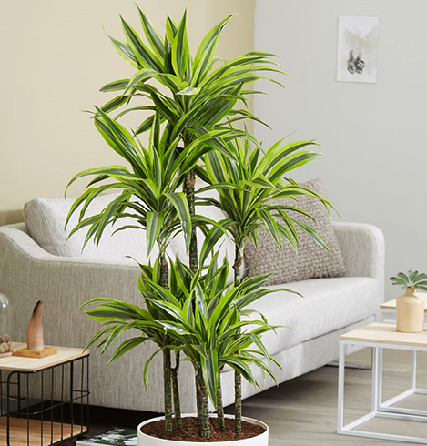 Драцена дома