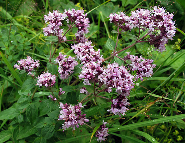 Как выглядит душица