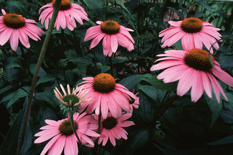 Эхинацея растет