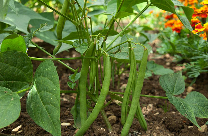 Фасоль растет