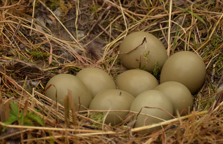 Яйца фазана