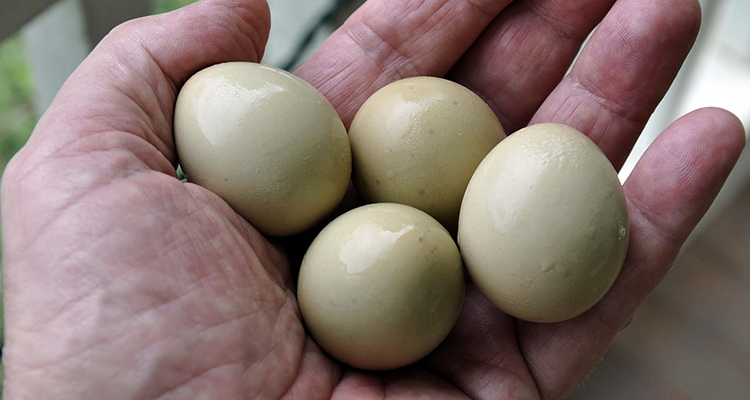 Яйца фазана в руках