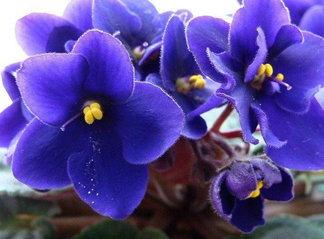 Фиалка растет