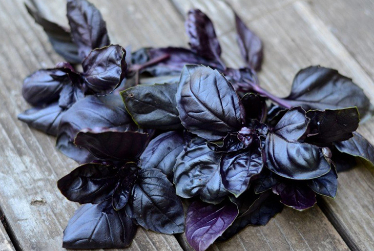 Фиолетовый базилик