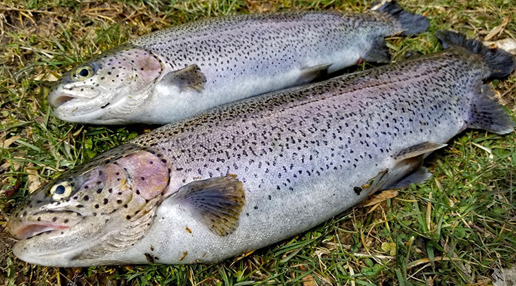 Свежая форель