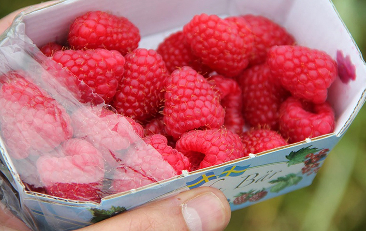 Малина в руках