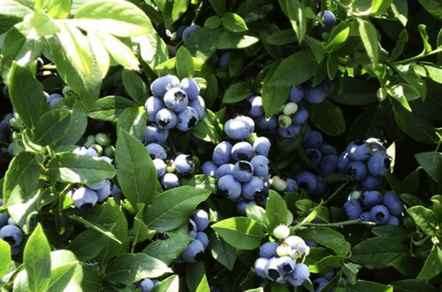 Голубичный куст