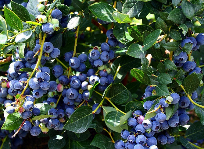 Голубика растет